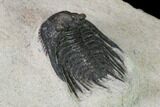 Spiny Leonaspis Trilobite - Morocco #138105-4